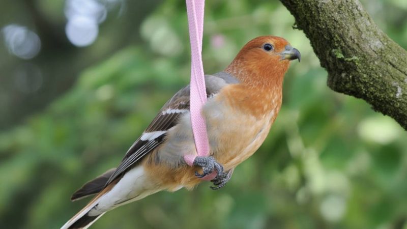 DIY-Vogeltränke aus alten Tassen und Tellern selbst gestalten