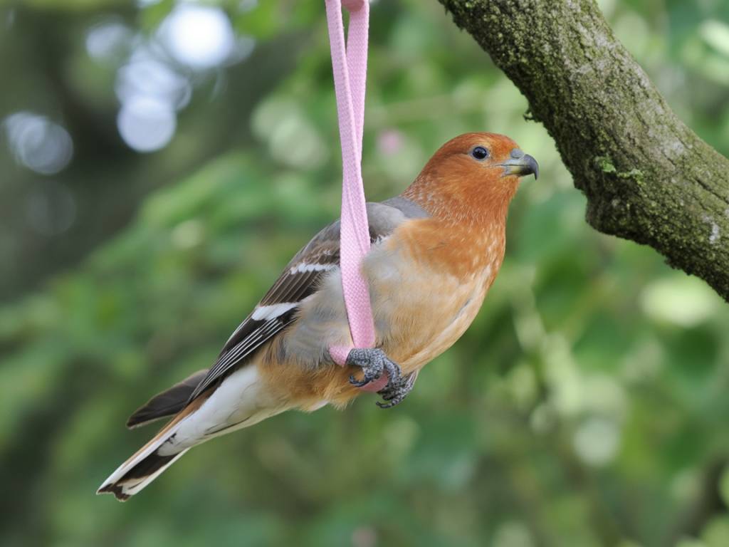 DIY-Vogeltränke aus alten Tassen und Tellern selbst gestalten